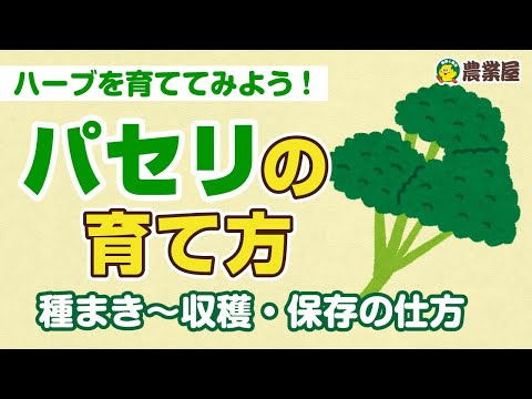 園芸 平葉パセリ