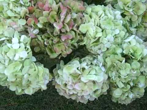 download lagu mp3 mp4 Antique Hydrangea Plant, download lagu Antique Hydrangea Plant gratis, unduh video klip Antique Hydrangea Plant
