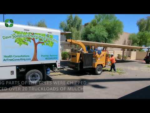 Over 90 Problematic Sissoo Trees Safely Removed in JUST 8 Days!