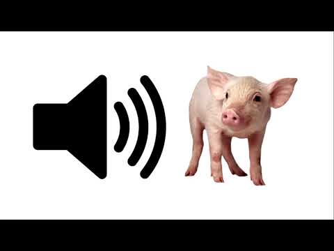 Baby Pig - Sound Effect | ProSounds