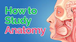How to Study Anatomy in Med School 💀 5 Fool-Proof Steps