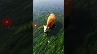 Download lagu Cows Eating Grass in a River? This Just Went Viral! #animalfacts #cows #viralshorts mp3