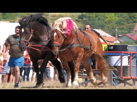 Armăsarii Bondi și Doru locul 2 la tracțiune Păsăroiu de la Racșa și Paul de la Cluj 2023