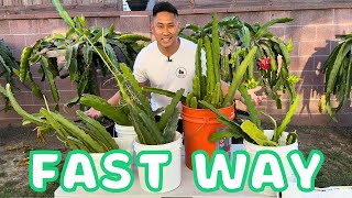 How To Root Cuttings In Bulk. Fast and Efficient Way | Dragon Fruit Tips