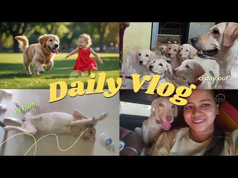 SHACKY FILM |All Moments😍|| Wacth Full Movie Shacky Journey🥺|| Joy Happiness#videos #dogs