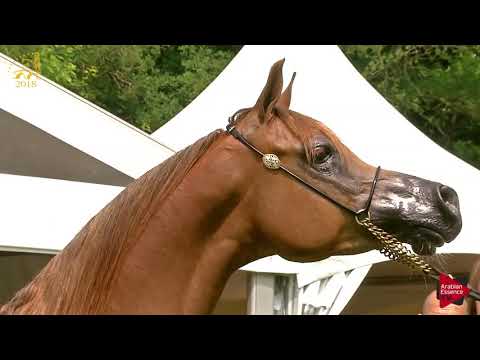 N.80 FM DOHAA - Bruges 2018 C European - 7-9 Years Old and Older Mares (Class 12)