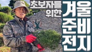 초보자도 할 수 있는 가장 현실적인 겨울맞이 소나무전지 밀도조절 3단계 [전원주택,정원,마당 소나무 전지]