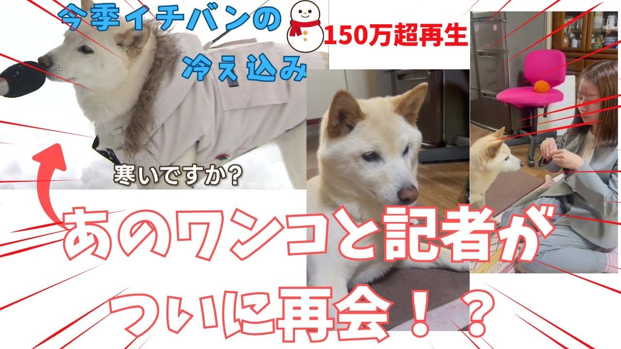 あの大バズリ犬と記者が再会！？　芸達者なワンコの名前は「●●●●」ワンコと仲良くなりたい記者はコロコロで...