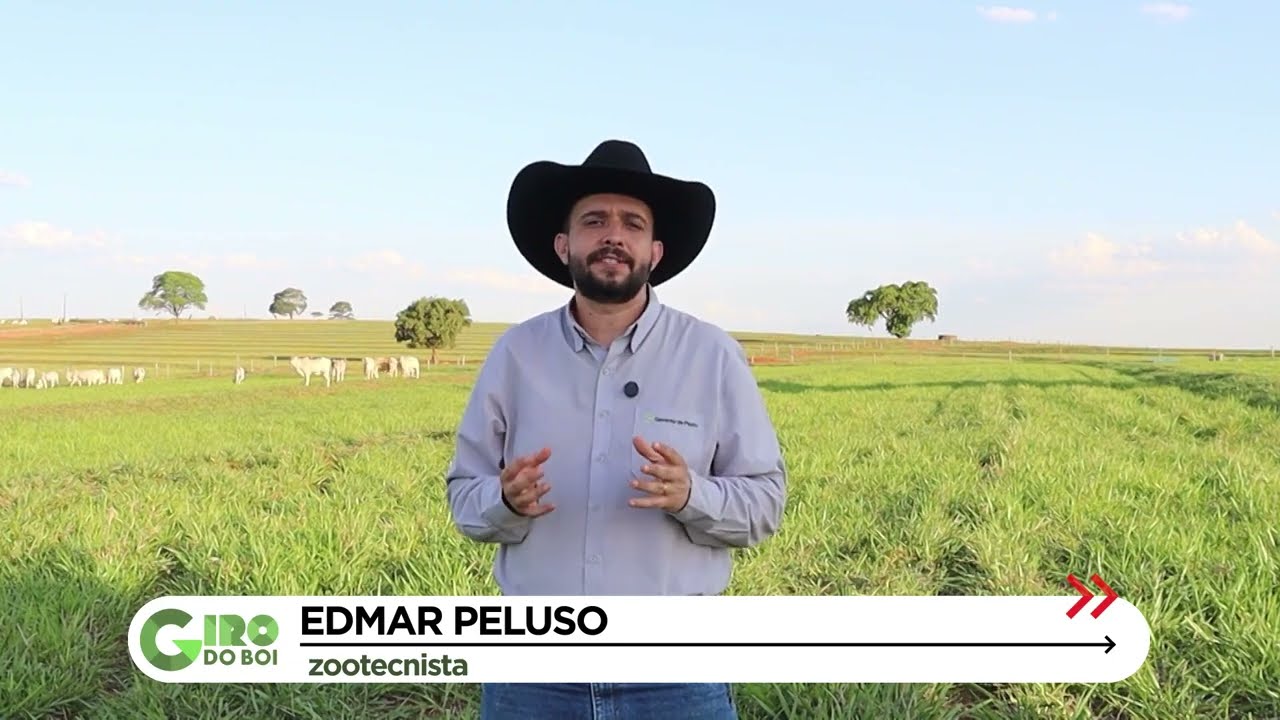 CAPIM HUMIDÍCOLA  ESTAS TÉCNICAS VÃO TURBINAR E GARANTIR QUE ELE FIQUE MAIS VERDE E PRODUTIVO