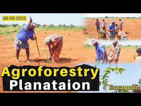 Agroforestry Plantation - Eswar Palli ( 06.09.2025 )