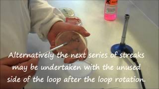 Microbiology: How to streak an agar plate