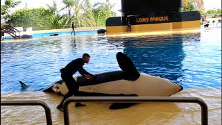 Loro Parque: taking a urine sample from Skyla