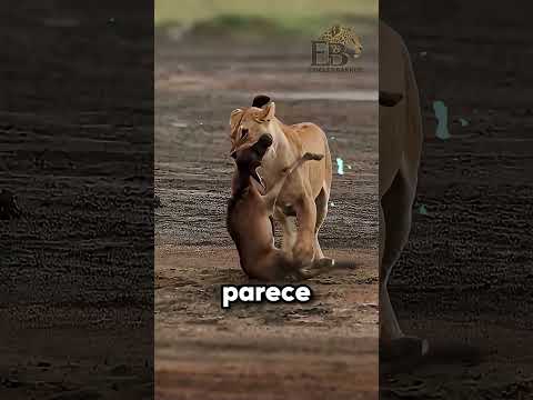 Momentos INESPERADOS do Reino Animal Capturados por Câmeras