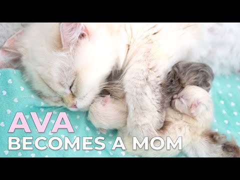 British Longhair Kittens Nursing on Mother Cat | 1 Day After Birth Born July 27th, 2020