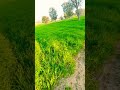 Kisan Status Video Status Video Status Status