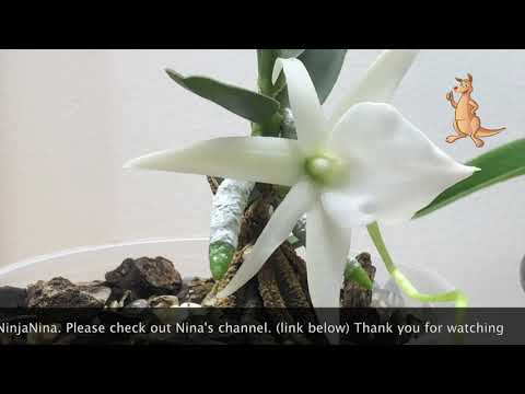 Angreacum Didieri 11/2021: From Bud to Bloom