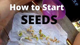 How to start seeds in a napkin