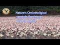 Flamingos Safari At Lake Bogoria Kenya Birds