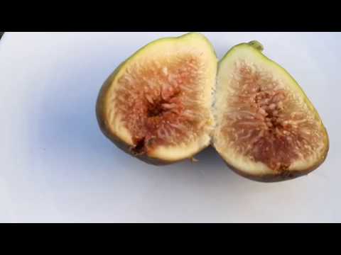 Episode 110: Preparing for autumn, expanding the greenhouse and slightly rearranging the plants.