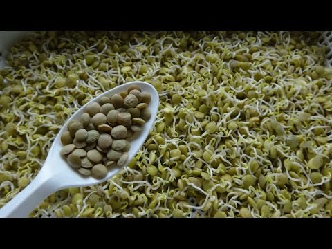 How to Sprout Lentils - Cheap Easy and Quick Method Video