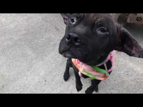 Crissy  A1102306 Nycacc.org, sweet and gentle