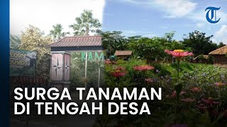 Kampung Flory: Surganya Tanaman di Tengah Desa Wisata di Sleman