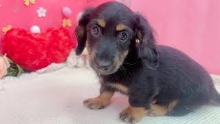 ミニチュアダックスの動画01