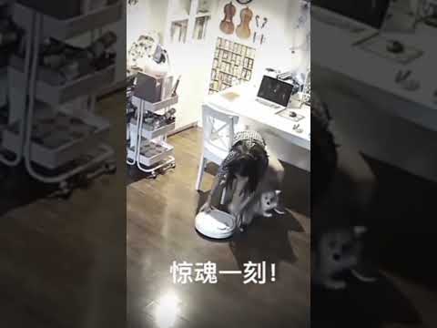 kasih paham cing🔥😎#kece#kucing#black#masukberanda#foryou#vibes