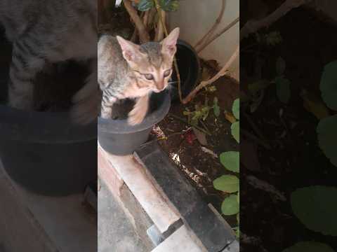 angry cat #cat #angry #cats #sricharan