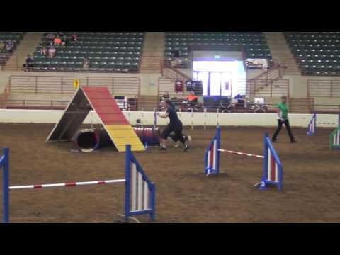 2016 USDAA SE Regional 22" Grand Prix Champion - INTEGRITY!