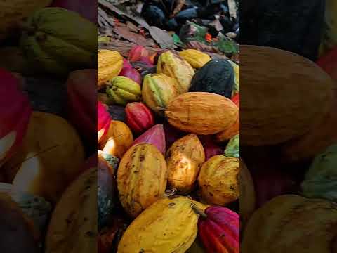yaguaraparo el epicentro del Cacao en el estado Sucre #yaguaraparo #viral #cacao