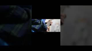 【#盗作】【#ヨルシカ】【#shorts】【#永久機関】  #盗作 #ヨルシカ  プロフよりYouTube fullへ飛べます！ #初音ミク #anime  #hatsunemiku