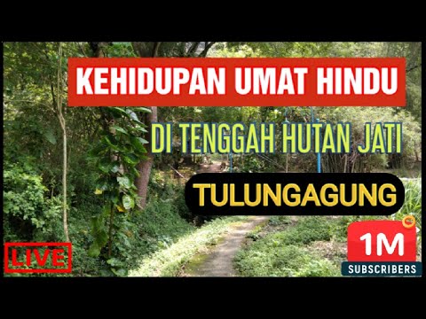 UNIK. ADA PURA HINDU DI TENGAH HUTAN JATI DI TULUNGAGUNG