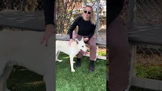 Video preview image #1 German Shepherd Dog-Siberian Husky Mix Puppy For Sale in Pasadena, CA, USA