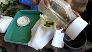 preview picture of video '[Organic Insecticide for chillies] insektisida alami untuk hama trips pada cabe'