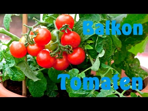 , title : 'Tomaten kweken op het balkon'