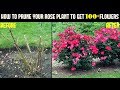 Do This And Get 500% More Flowers On Your Rose Plants (With Updates)