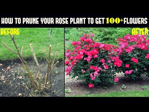 Do this and get 500% more flowers on your rose plants (with ...