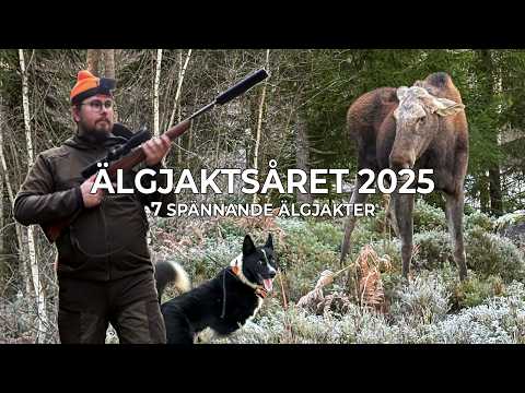 Älgjaktsåret 2025 - 7 Spännande Älgjakter