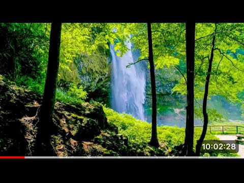 Forests from Above (No Sound) - 10Hours Screensaver of 4K UHD Dro..