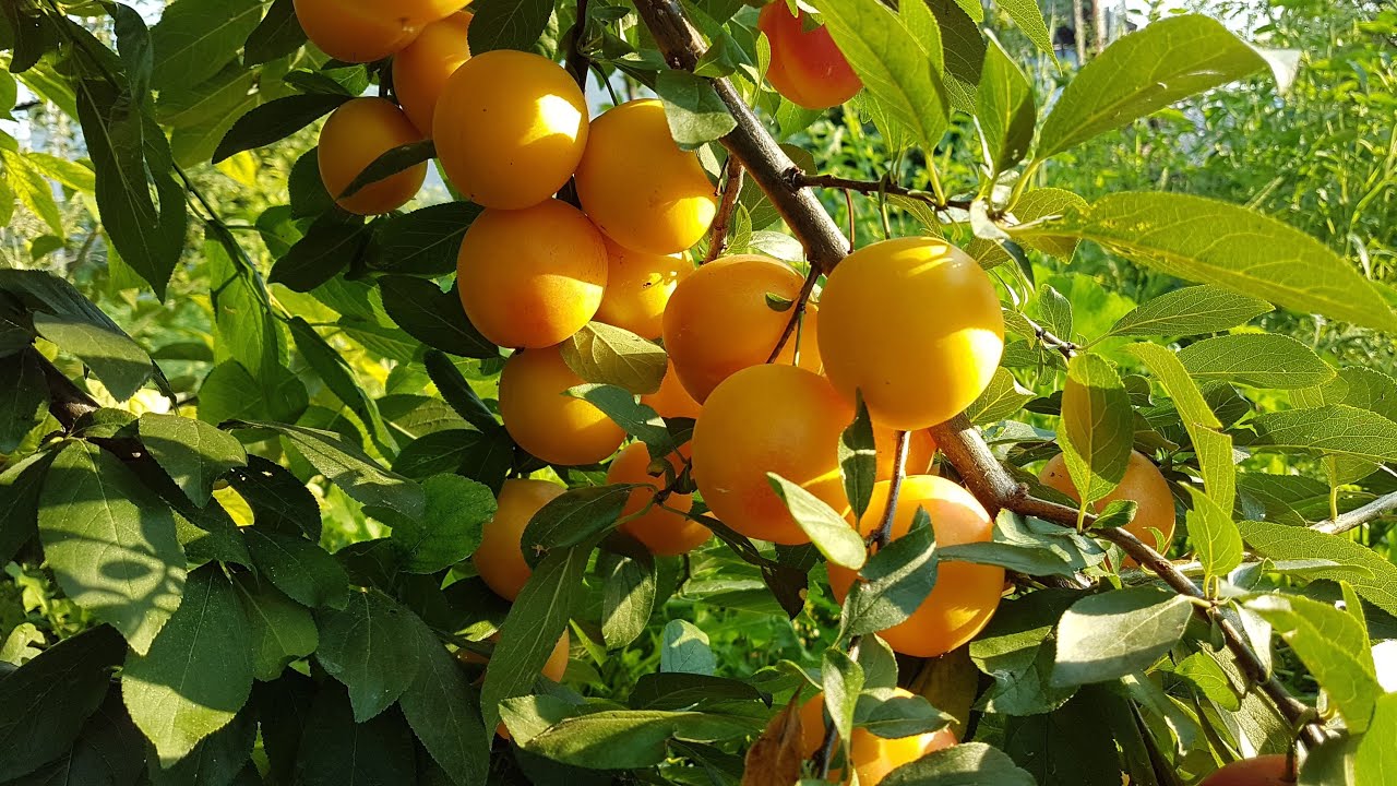 Алыча Румяная зорька