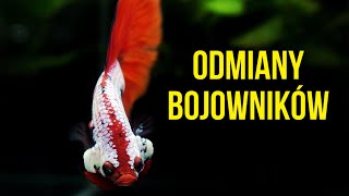 Bojownik - Obecne odmiany hodowlane