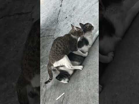 Straycat Cat’s Loving #mating #cats #straycat #animals #trending #viral #shortvideo #animalshorts