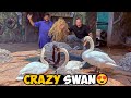 Swan Gone Crazy Ducks Were Left In The Tiger S Cage BT Farm Stories Vlog 101