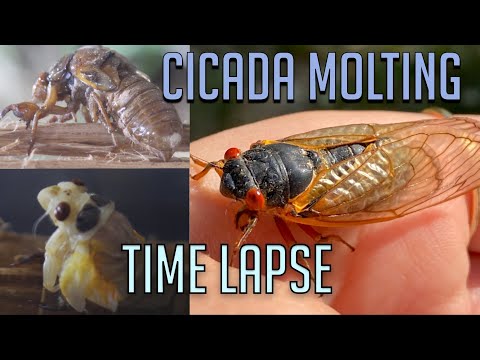 Why Are There So Many 17 Year Cicada? | Time Lapse Laboratory