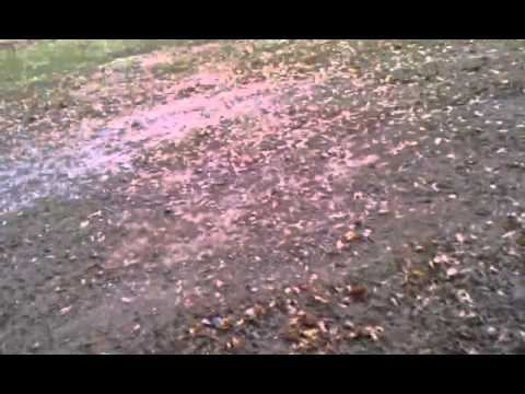 flechette round 12ga into the shed