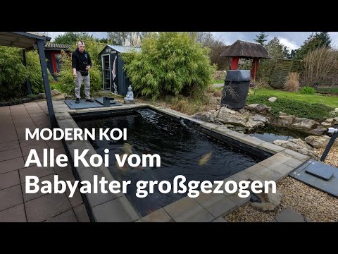 Jans selbstgebauter 16.000 Liter Teich | Modern Koi Blog #6649