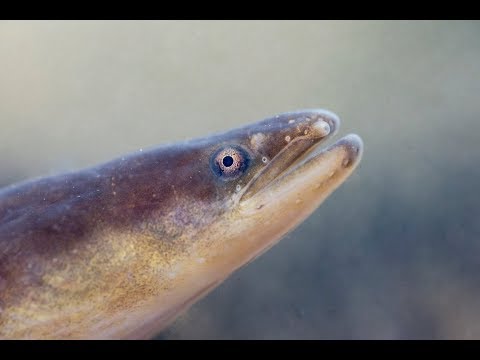 European eel clips