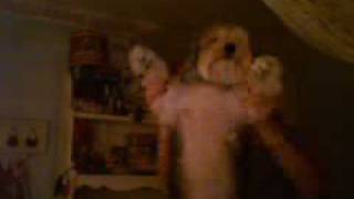 Anyway, Noodles can jam. Check it out.