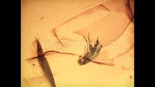 Křídový jantar B-90